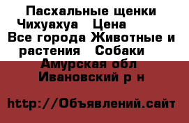 Пасхальные щенки Чихуахуа › Цена ­ 400 - Все города Животные и растения » Собаки   . Амурская обл.,Ивановский р-н